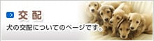 交配　犬の交配についてのページです。
