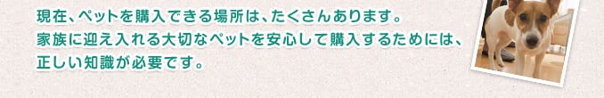 現在、ペットを購入できる場所は、たくさんあります。家族に迎え入れる大切なペットを安心して購入するためには、正しい知識が必要です。