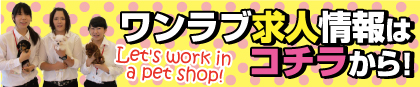 ペットショップワンラブ求人情報