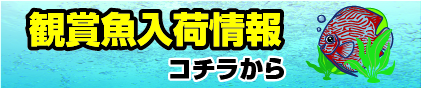 観賞魚入荷情報