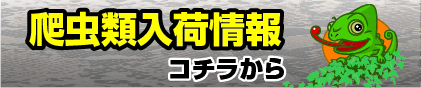 爬虫類入荷情報