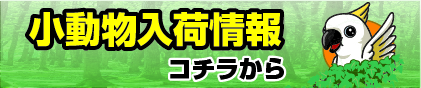 小動物入荷情報
