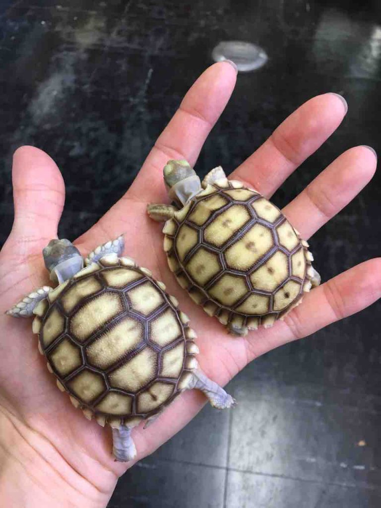 爬虫類倶楽部