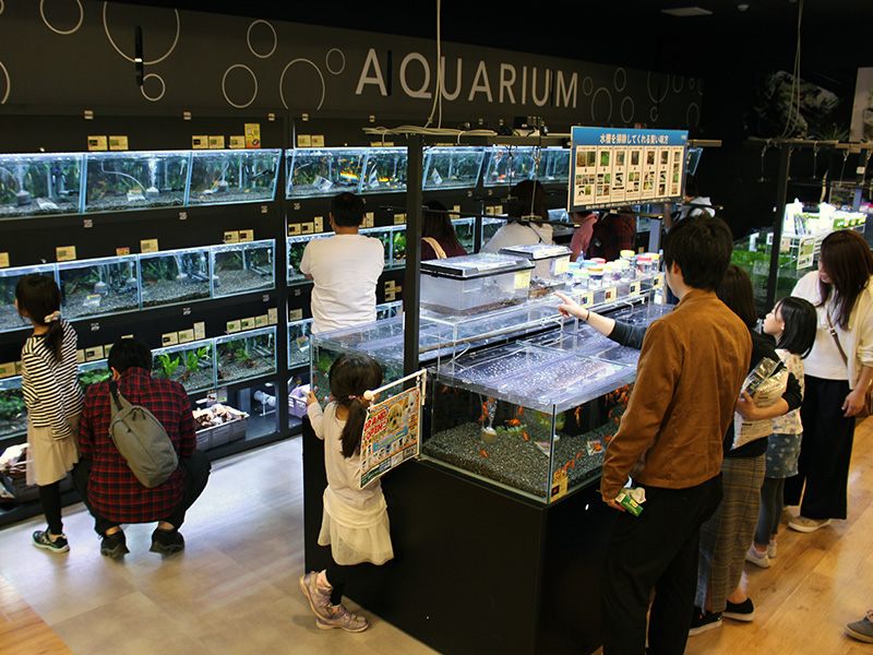 カインズ浜松市野店熱帯魚コーナー