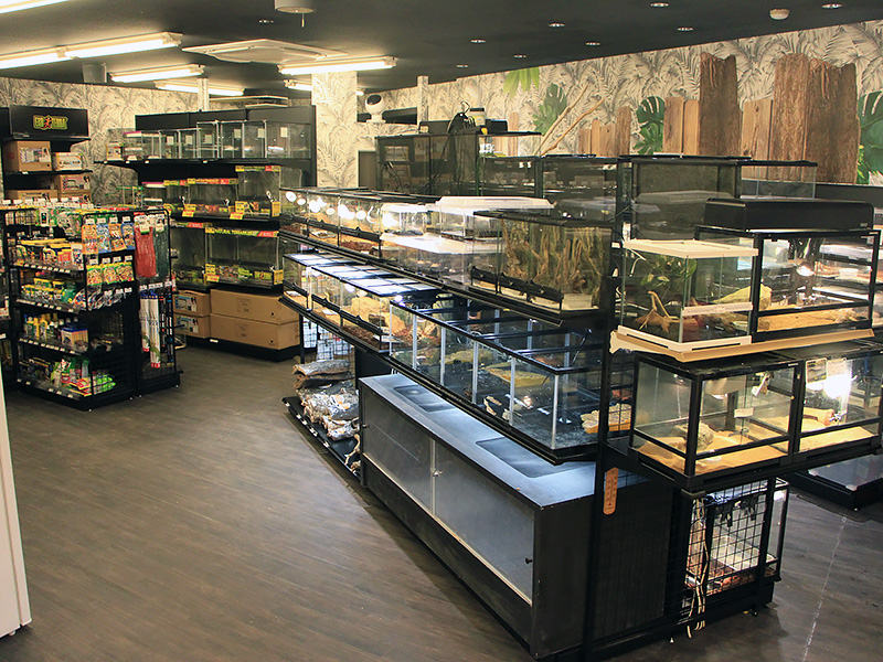 ペットショップワンラブ 浜松本店 爬虫類コーナー