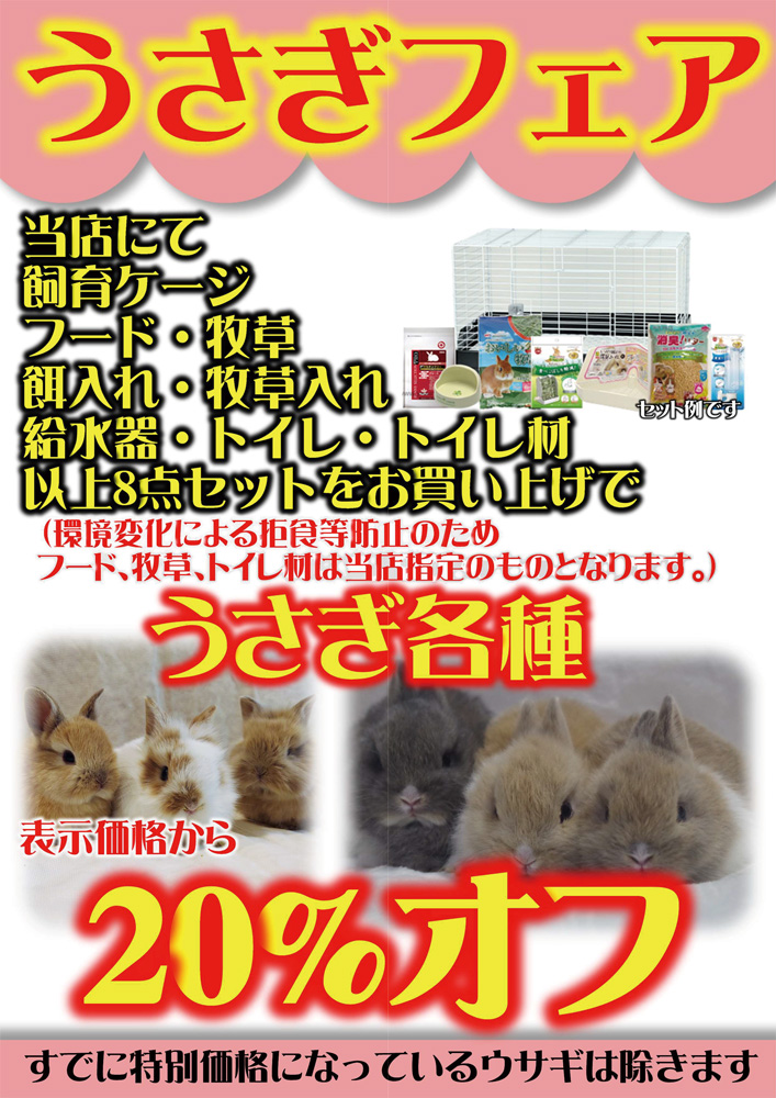 202305-ペットショップワンラブうさぎフェア