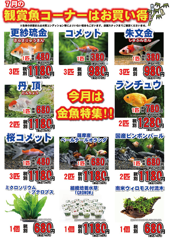 ペットショップワンラブ 7月アクアコーナー強化月間