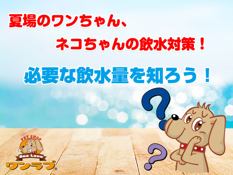 夏場のワンちゃん、ネコちゃんの飲水対策!必要な飲水量を知ろう!