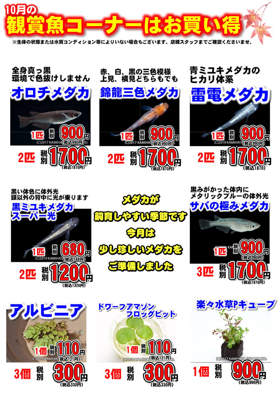 【１０月 観賞魚フェア開催！！】ワンラブ対象店舗にて観賞魚コーナーにて大変お得なフェアが開催中！！｜ワンラブグループ