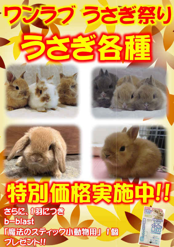 【１０月 うさぎフェア開催！！】ワンラブ対象店舗限定！小動物コーナーにてうさぎ祭りが開催中！！｜ワンラブグループ