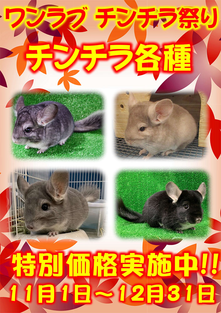 202311-ペットショップワンラブ チンチラ祭り開催