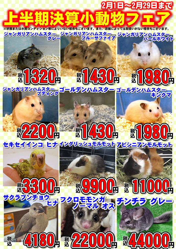 202402-ペットショップワンラブ 上半期決算小動物フェア