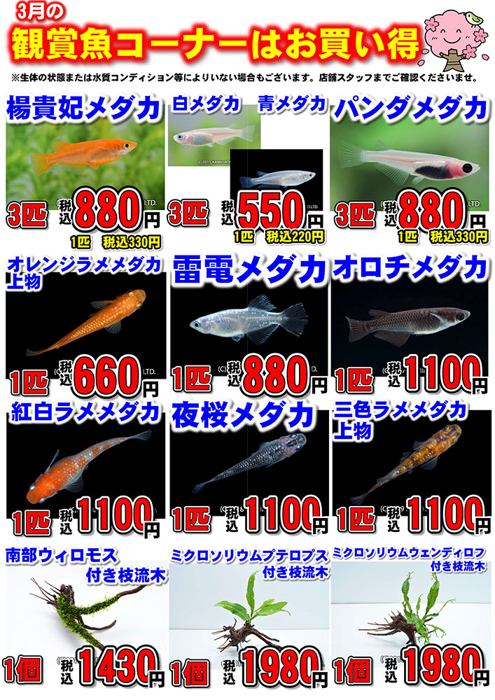 202403-aペットショップワンラブ　アクアコーナー