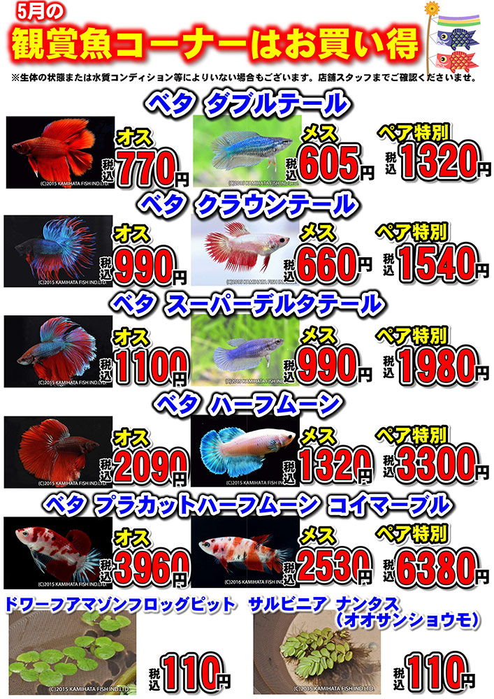 2024年5月ペットショップワンラブアクアコーナーイベント内容