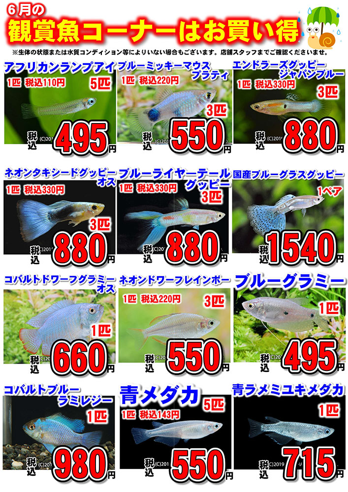 202406-ペットショップワンラブアクアコーナーイベント