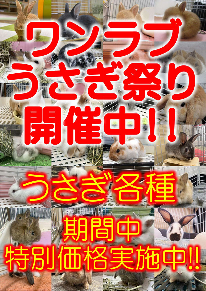 202409 ペットショップワンラブ うさぎ祭り