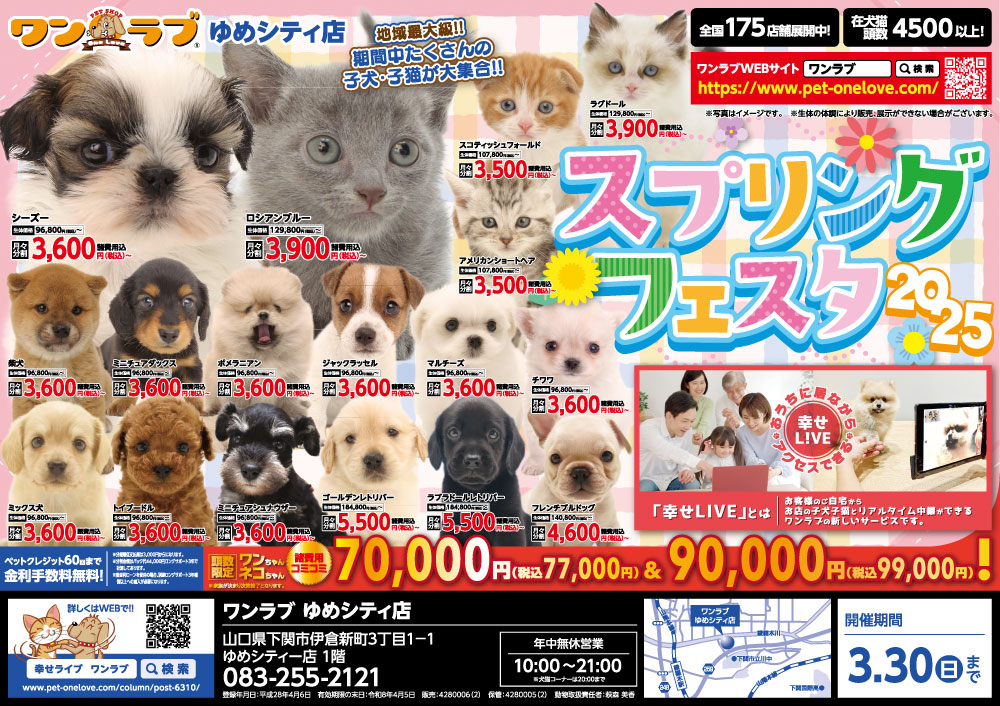 20250315-ペットショップワンラブ ゆめシティ店チラシ