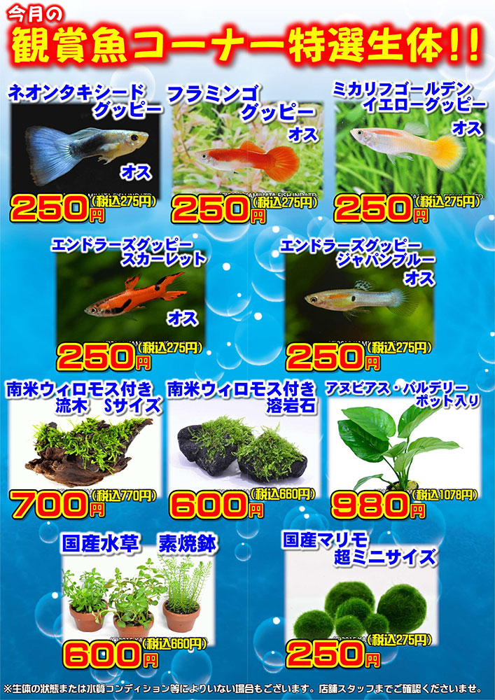 4月 観賞魚フェア開催！！】ワンラブ対象店舗にて観賞魚コーナーにて