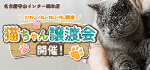 【猫ちゃん譲渡会開催】愛知県 ワンラブ 守山インター総本店 特設会場にて猫ちゃん譲渡会開催！！3/11・12・18・19｜ワンラブグループ