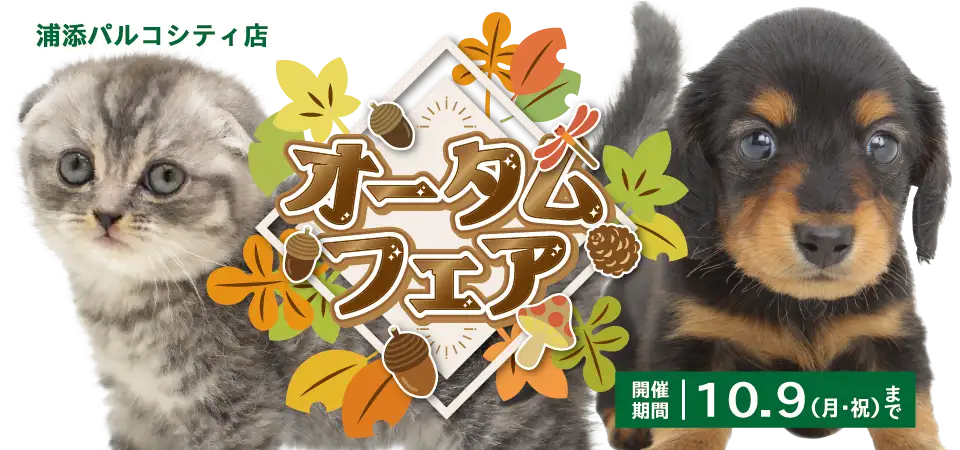 【オータムフェア 開催！！】沖縄県 ワンラブ 浦添パルコシティ店 イベント開催！！9/23～10/9まで｜ワンラブグループ
