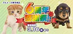 【祝！６周年感謝祭 開催！！】兵庫県 ワンラブ ブルメール舞多聞店 記念イベント開催！！3/1～3/16まで｜ワンラブグループ