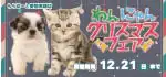 【わんにゃんクリスマスフェア!!】愛知県 ワンラブ ららぽーと東郷店 クリスマスイベント開催！！12/6～12/21まで｜ワンラブグループ