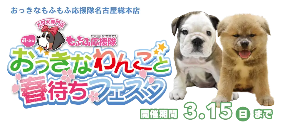 【おっきなわんこフェスタ 開催！！】愛知県 ワンラブ おっきなもふもふ応援隊 おっきなわんこと春待ちフェスタ開催！！2/28～3/15まで｜ワンラブグループ