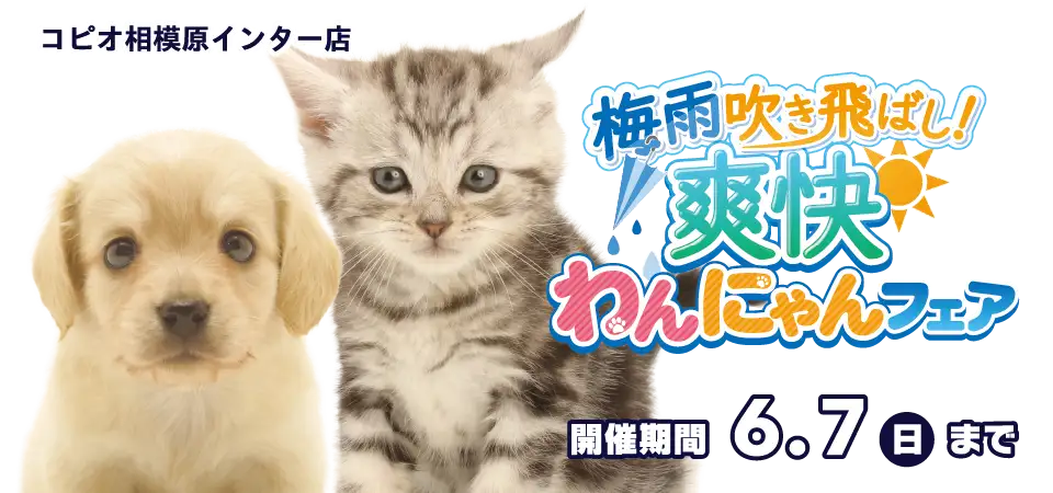 【わんにゃんフェア 開催！！】神奈川県 コピオ相模原インター店 梅雨を吹き飛ばし！爽快フェア開催～ 5/23～6/7まで｜ワンラブグループ