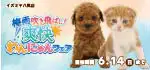 【わんにゃんフェア 開催！！】大阪府 イズミヤ八尾店 梅雨を吹き飛ばし！爽快フェア開催～ 5/30～6/14まで｜ワンラブグループ