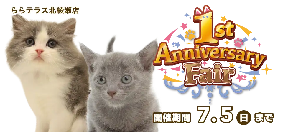 【祝!!1周年記念!!】東京都 ニャンラブららテラス北綾瀬店 アニバーサリーフェア開催！！6/20～7/5まで｜ワンラブグループ