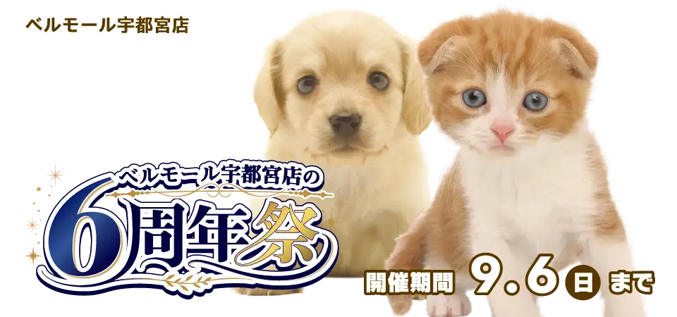 【祝!!6周年記念祭!!】栃木県 ワンラブ ベルモール宇都宮店 6周年感謝祭開催!! 8/22～9/6まで