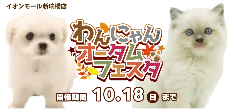 【わんにゃんオータムフェスタ！！】愛知県 ワンラブ イオンモール新瑞橋店 秋のイベント開催！！10/3～10/18まで｜ワンラブグループ