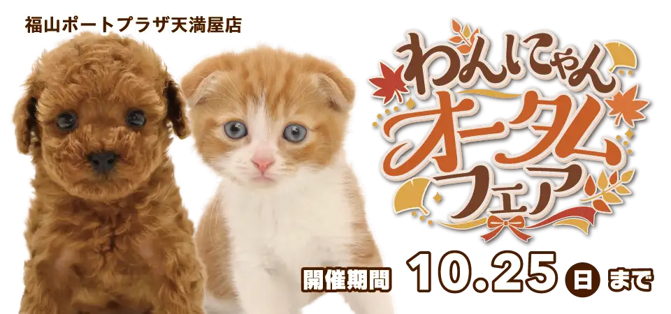 【わんにゃんオータムフェア 開催！！】広島県 ワンラブ 福山ポートプラザ天満屋店 秋イベント開催！！10/10～10/25まで｜ワンラブグループ