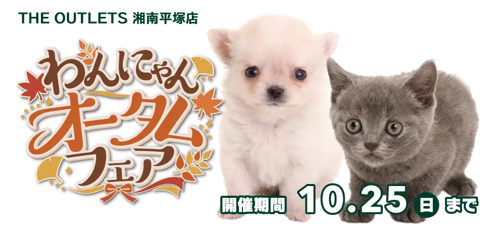 【わんにゃんオータムフェア 開催！！】神奈川県 ワンラブ アウトレット湘南平塚店 イベント開催！！10/10～10/25まで｜ワンラブグループ
