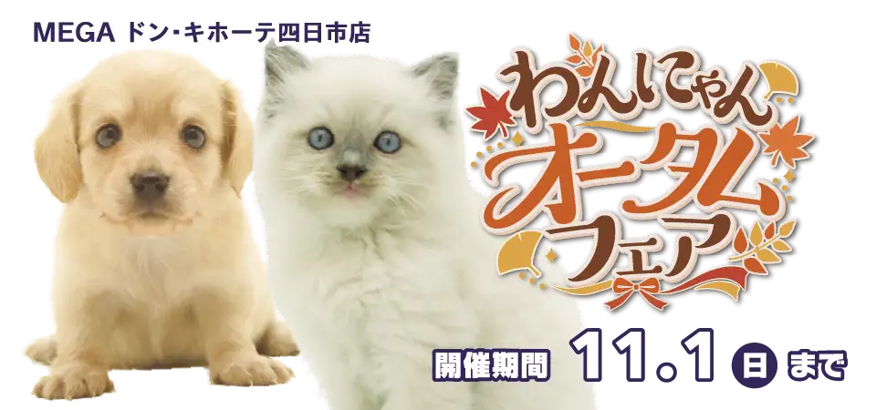 【わんにゃんオータムフェア 開催！！】三重県 ワンラブ MEGAドン・キホーテ四日市店 イベント開催中！！10/17～11/1まで