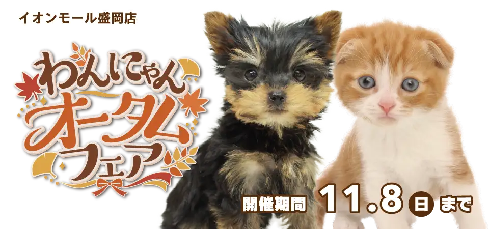 【わんにゃん オータムフェア開催！！】岩手県 ワンラブ イオンモール盛岡店 秋の感謝イベント開催！！10/24～11/8まで｜ワンラブグループ
