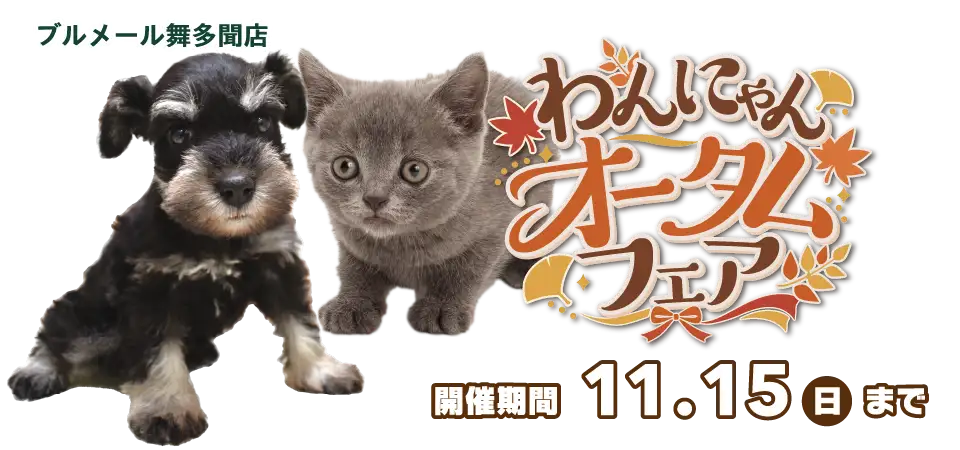 【わんにゃんオータムフェア 開催！！】兵庫県 ワンラブ ブルメール舞多聞店 秋イベント開催！！10/31～11/15まで｜ワンラブグループ