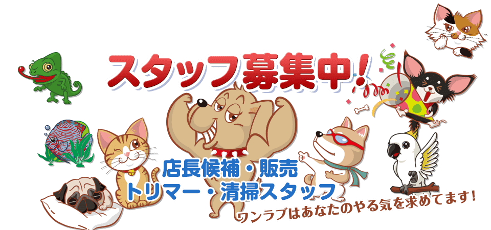 スタッフ募集中