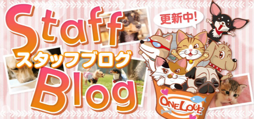 スタッフブログ