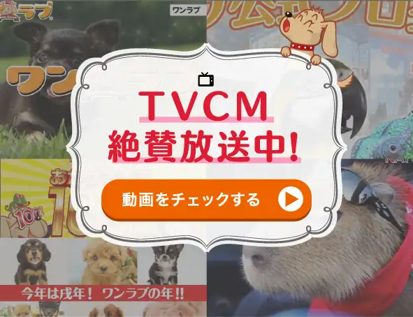 TVCM 絶賛放送中！！動画をチェックする