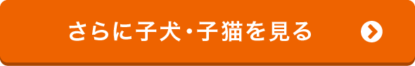 さらに子犬・子猫を見る