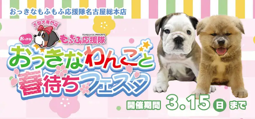 【おっきなわんこフェスタ 開催！！】愛知県 ワンラブ おっきなもふもふ応援隊 おっきなわんこと春待ちフェスタ開催！！2/28～3/15まで｜ワンラブグループ