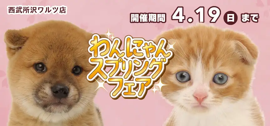 【スプリングフェア 開催!!】埼玉県 ワンラブ 西武所沢ワルツ店 春のわんにゃん祭典開催中!!