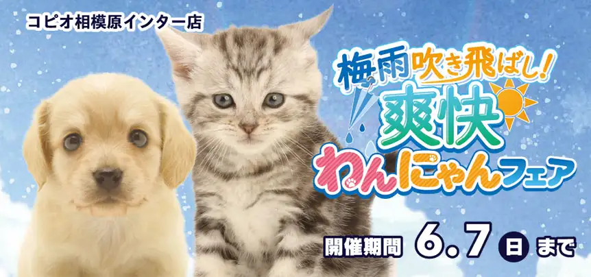 ペットショップのワンラブ 写真と動画でご紹介