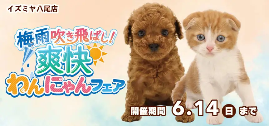 【わんにゃんフェア 開催！！】大阪府 イズミヤ八尾店 梅雨を吹き飛ばし！爽快フェア開催～ 5/30～6/14まで｜ワンラブグループ