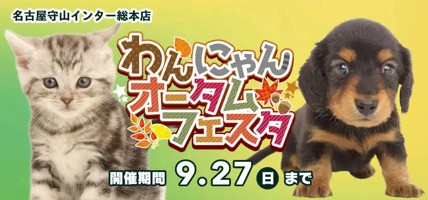 【わんにゃんオータムフェスタ 開催】愛知県 ワンラブ 名古屋守山インター総本店にて、秋イベント開催 9/12～9/27まで｜ワンラブグループ