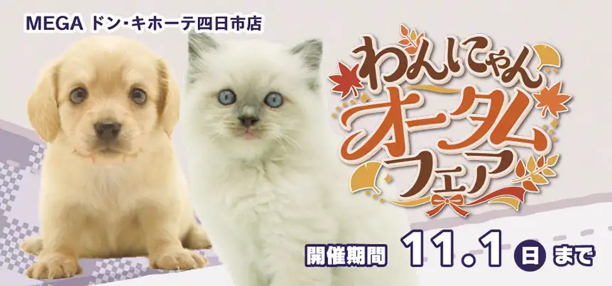 【わんにゃんオータムフェア 開催！！】三重県 ワンラブ MEGAドン・キホーテ四日市店 イベント開催中！！10/17～11/1まで｜ワンラブグループ