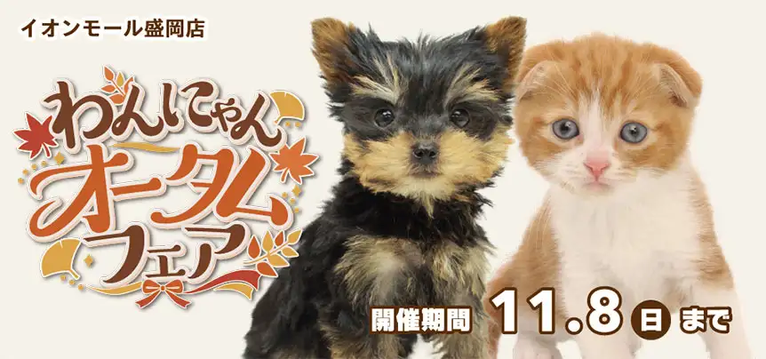 【わんにゃん オータムフェア開催！！】岩手県 ワンラブ イオンモール盛岡店 秋の感謝イベント開催！！10/24～11/8まで｜ワンラブグループ
