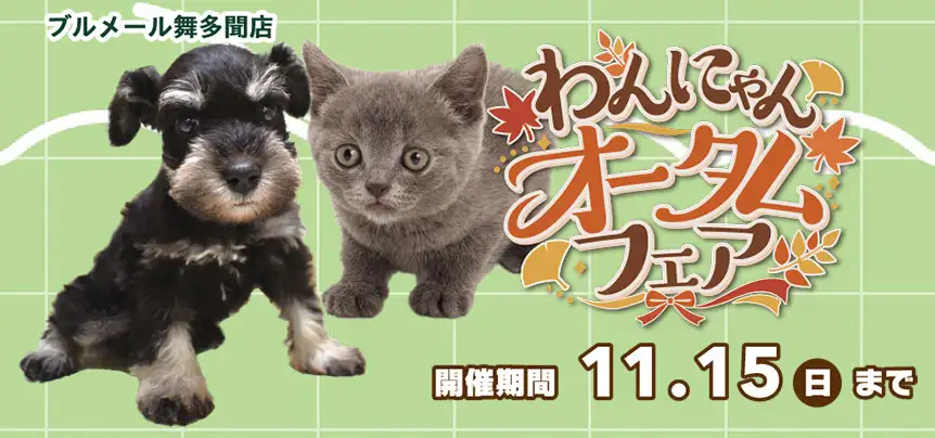 【わんにゃんオータムフェア 開催！！】兵庫県 ワンラブ ブルメール舞多聞店 秋イベント開催！！10/31～11/15まで｜ワンラブグループ