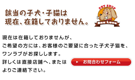 該当の子犬・子猫は現在、在籍しておりません。